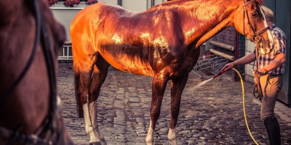 4 consejos para limpiar al caballo después de montar