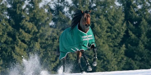 Llega el frío. Prepara bien a tu caballo en invierno