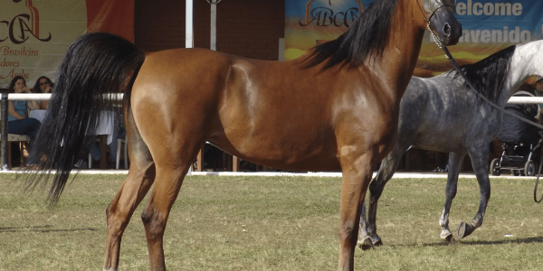 ¿Qué diferencia hay entre un caballo árabe y uno español?