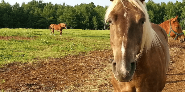 ¡Atento! Si tu caballo presenta estos síntomas podría estar enfermo