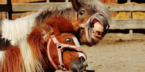 Los caballos usan expresiones faciales parecidas a las nuestras para comunicarse