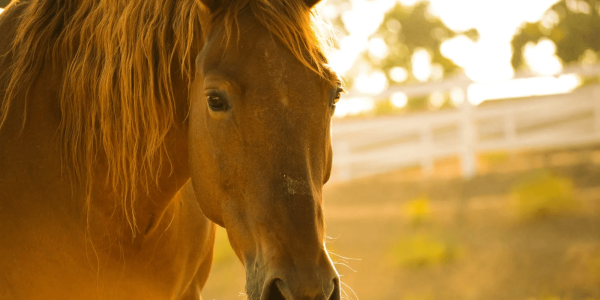 Rinoneumonitis equina: ¿en qué consiste?