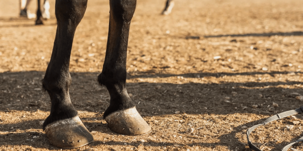 Cascos del caballo: Consejos para su cuidado diario