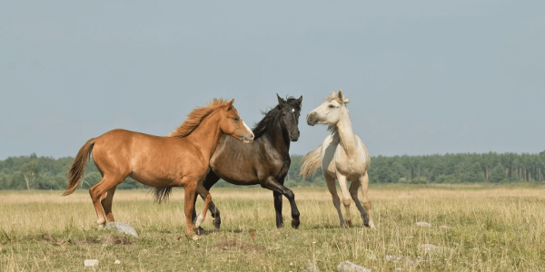 ¿Conoces el descanso más apropiado para el caballo?