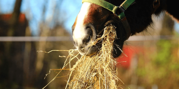 6 consejos para alimentar a un caballo correctamente